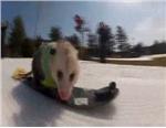 video oppossum, video snowboard, video animal, video neige, 