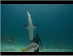 video plongée, video requin, 