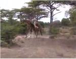 video giraffe, video combat, video savanne, 